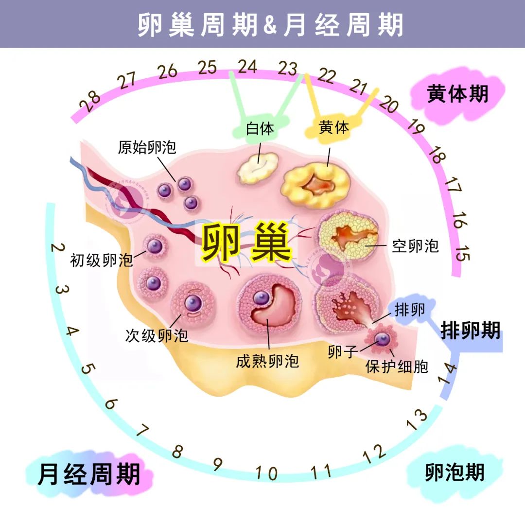 卵巢图片.jpg